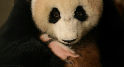 Image result for atlanta pandas gif