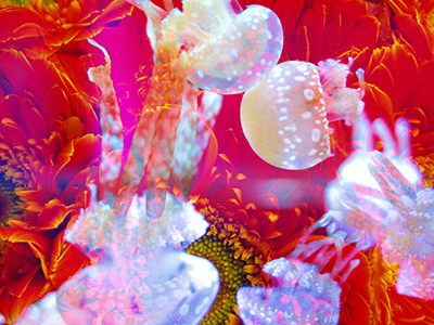 妞新闻 niusnews|最新鲜有趣的女性专属新闻台