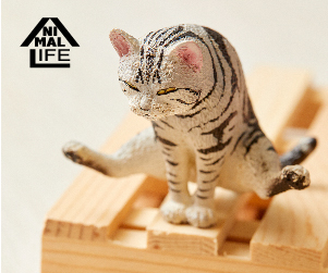 贈獎《 ANIMAL LIFE貓瑜珈大師 》