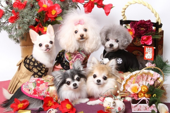 毛小孩也要穿美美的去拜年 走在街上絕對是焦點的 寵物和服 代官山nahomilly 和服 新年 狗 日本 生活發現 妞新聞niusnews