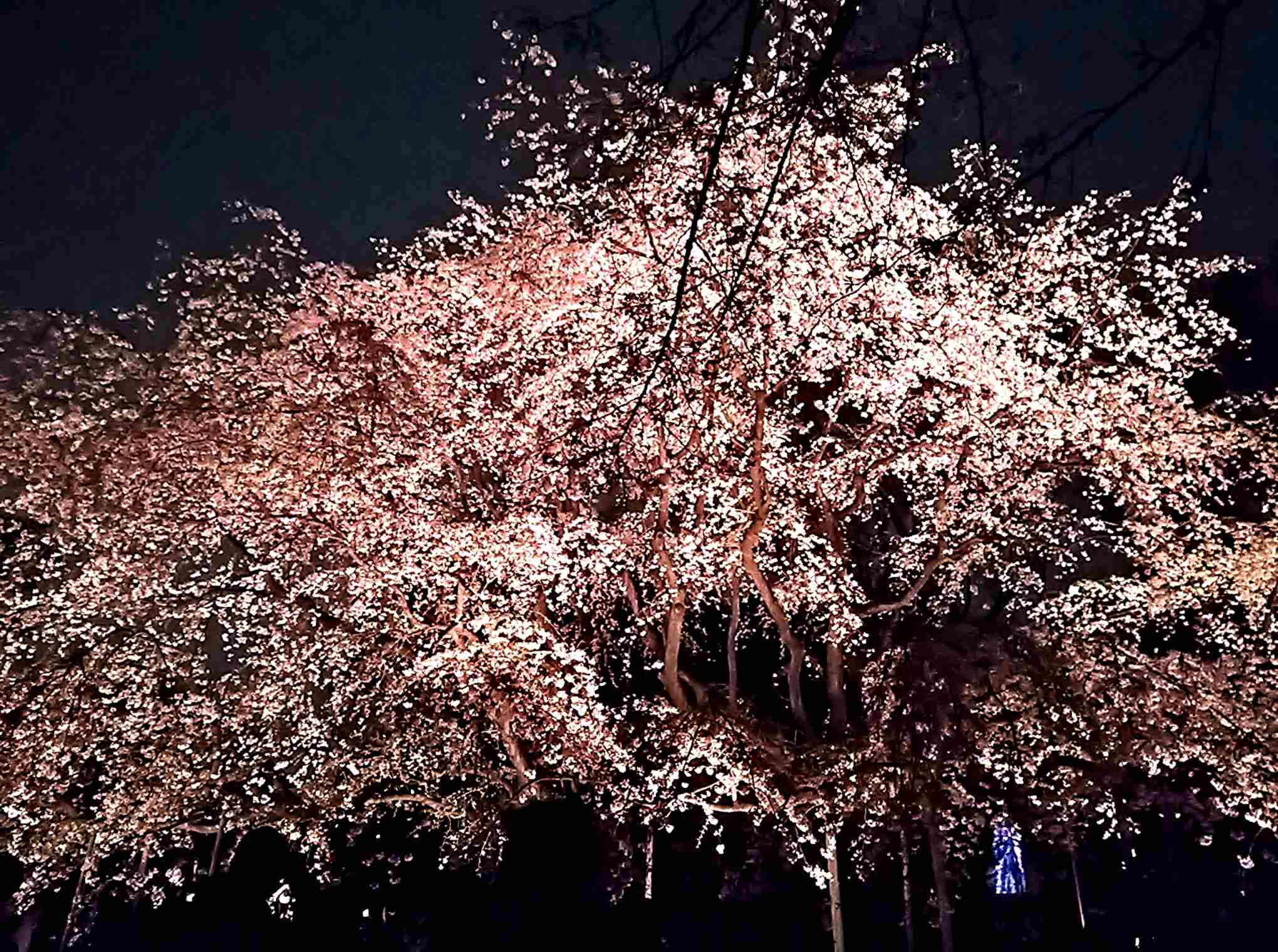 來東京也可以很古典，到東京都內的日本庭園散步去！