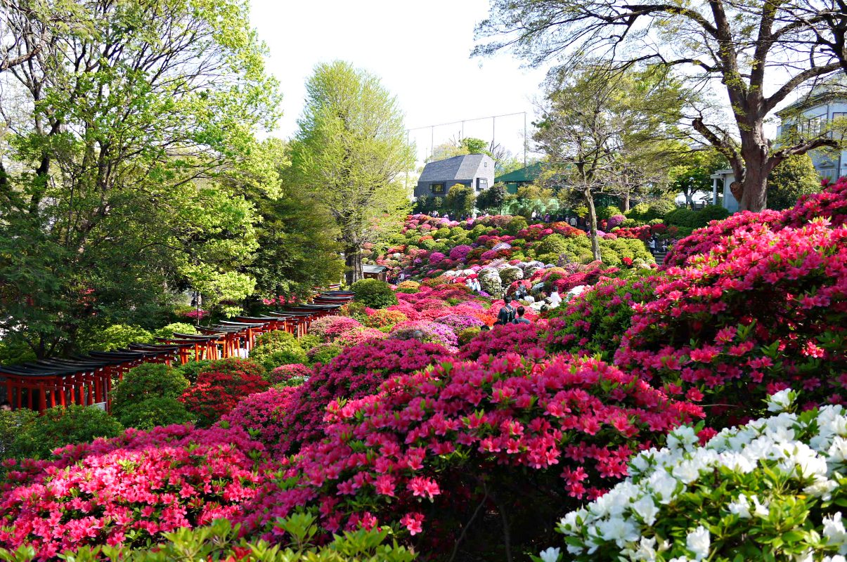 貓咪、美食、懷舊風，到谷根千來趟東京下町散步吧！