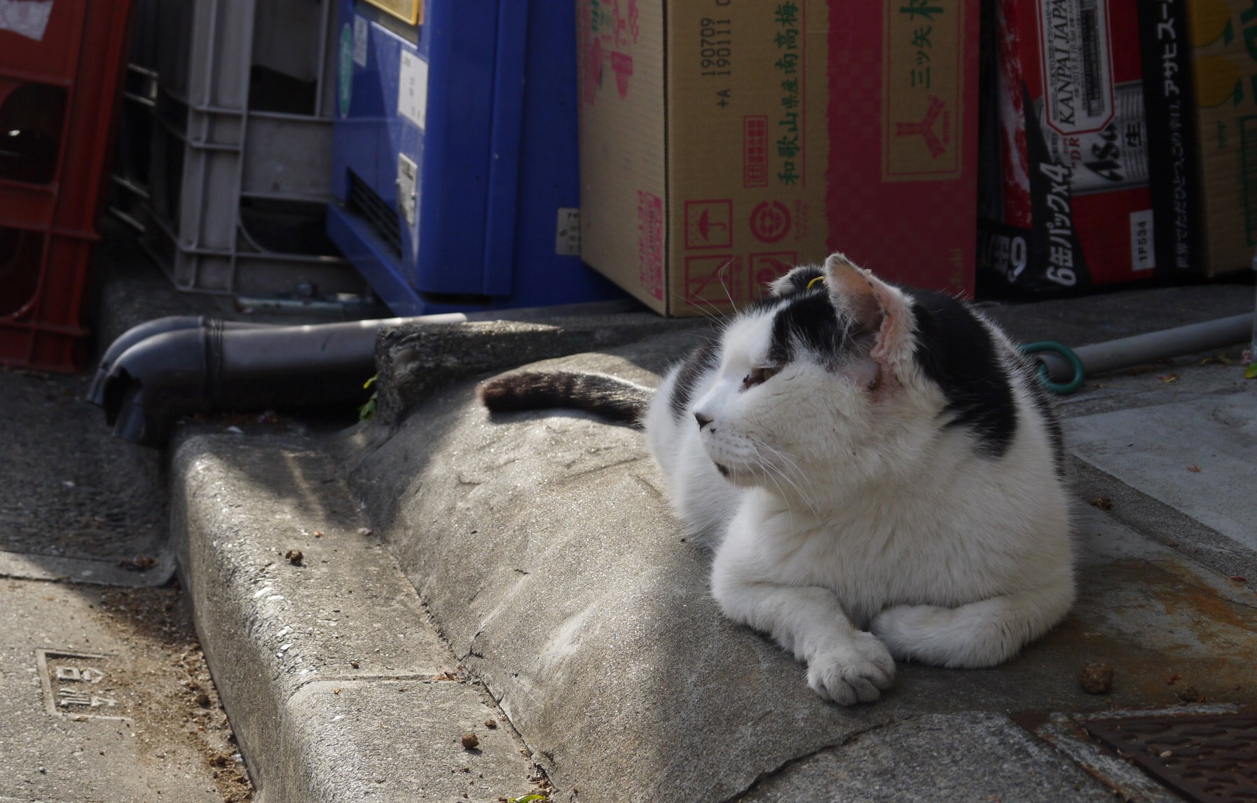 貓咪、美食、懷舊風，到谷根千來趟東京下町散步吧！