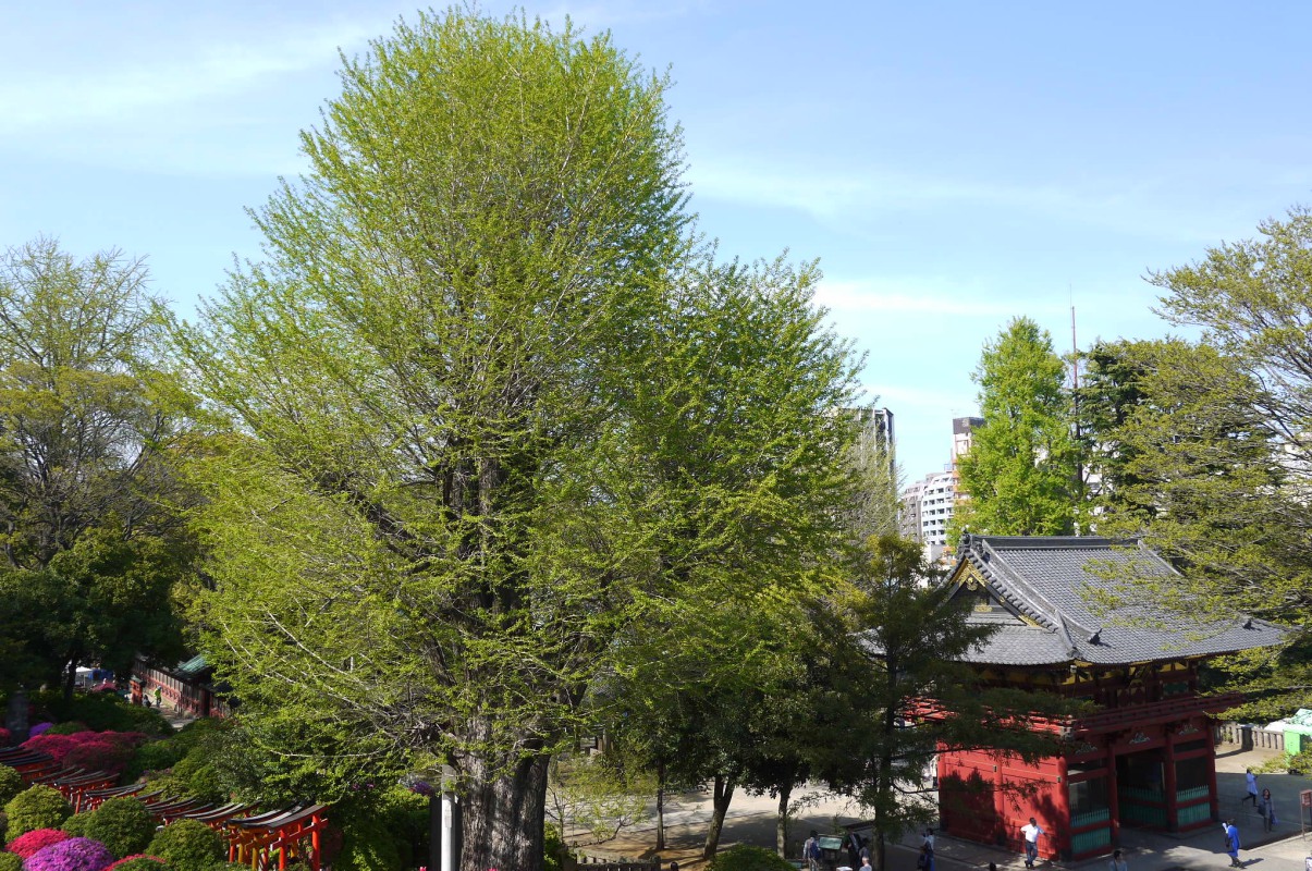 貓咪、美食、懷舊風，到谷根千來趟東京下町散步吧！