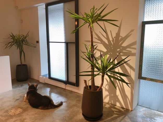 親嚐藝人莎莎的手作甜點！「HALO CAFE」工作、聚會都適合，還有手作烘焙課