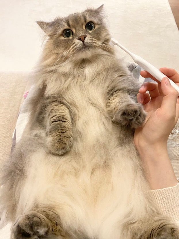 不許剪我的雙馬尾 日本幼貓出生就擁有超長耳毛 瞪大雙眼討飯萌樣奴才秒舉雙手投降 可愛動物 寵物 毛小孩 喵星人 喵主子