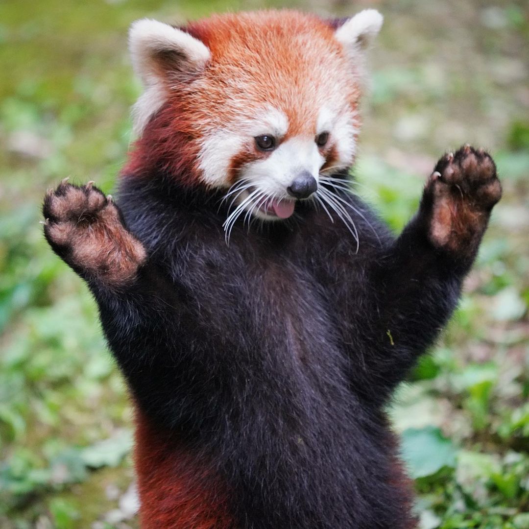 日本小熊貓根本親善大使！俏皮吐舌＋拋媚眼風情萬種，網友紛紛喊：「要被電暈啦！」 | 可愛動物、寵物、毛小孩、動物、動物園 | 寵物圈圈