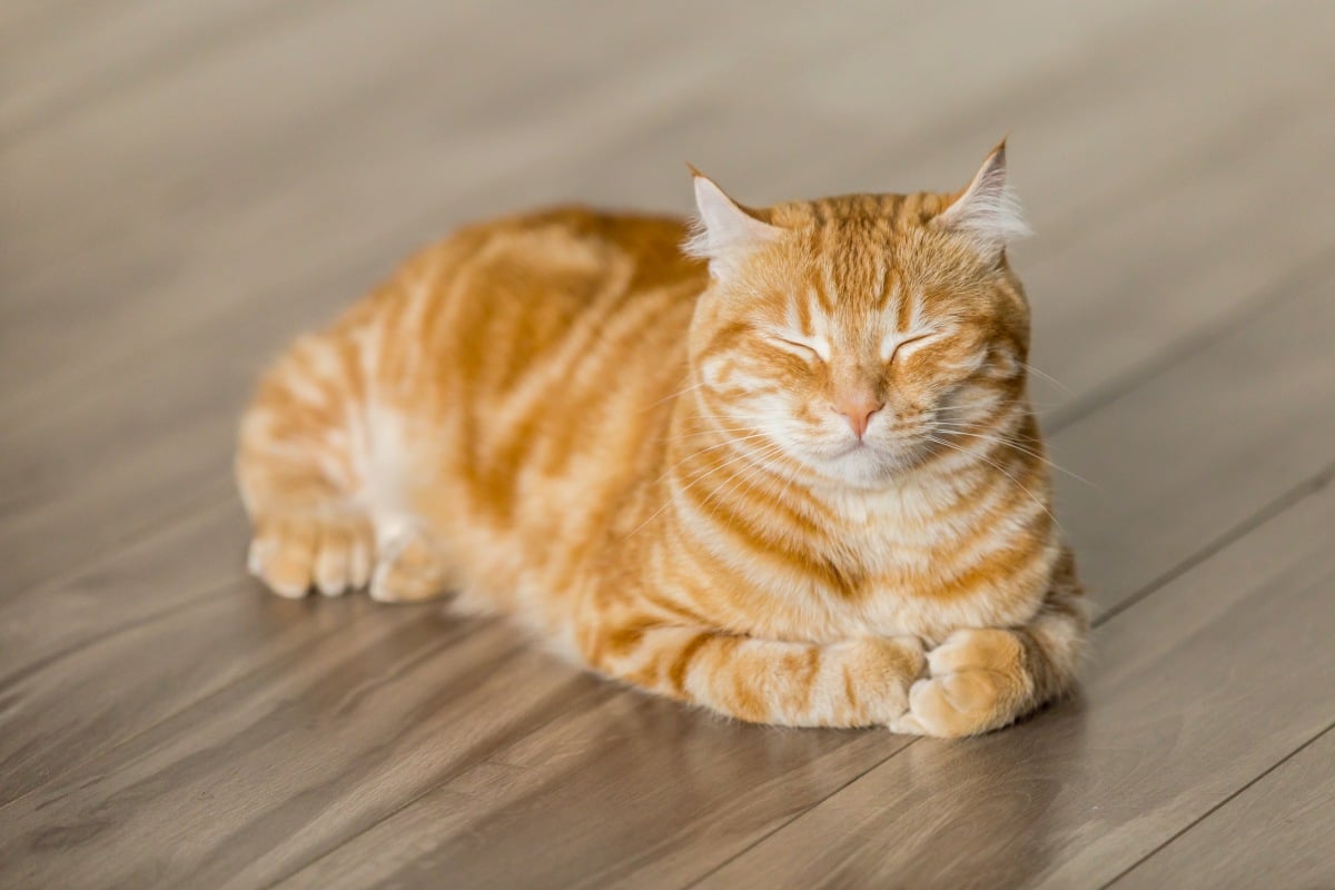 橘貓７大特色分析！「名字很常是食物、體型很巨」你家小橘身材也是阿嬤養的嗎？ | 橘貓、貓咪、貓咪冷知識、寵物知識、可愛寵物|