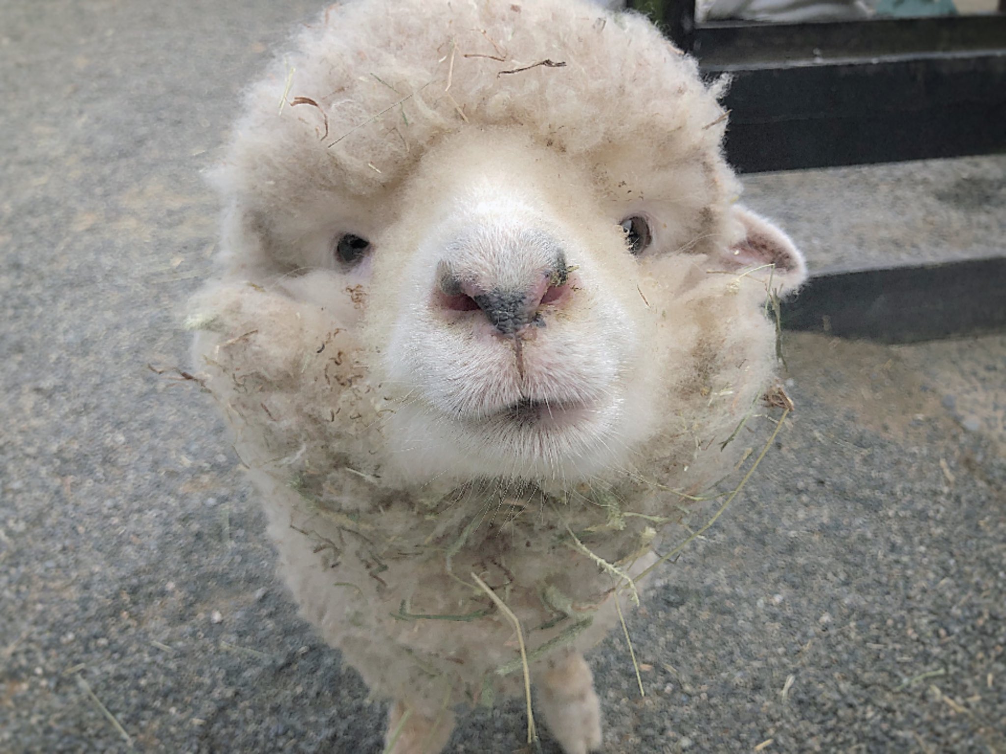 日本動物園羊咩咩吃飯 下巴多圈草 萌翻全網 園方嘆 很難找到正常照片 英格蘭之丘 羊咩咩 綿羊 淡路島公園 日本動物園