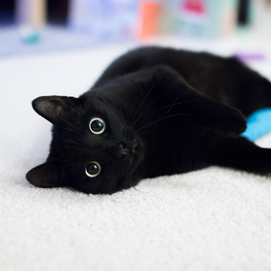 黑貓 7大特質 全網封牠 最愛撒嬌的貓咪 幸運又招財還有國際專屬節日 寵物圈圈 黑貓 米克斯 短毛貓 貓咪 寵物圈圈