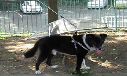 下雨天也要去散步！超便利狗狗雨傘 雨天、設計、狗、雨傘、便利