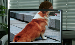 整座辦公室就是我的動物園！人獸跨界來合照 動物、人獸、辦公室、動物園、合照