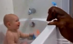 被點笑穴的寶寶  與狗狗玩樂的入浴時光       寶寶、狗狗、萌、歡樂