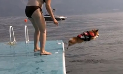 心有餘而力不足！小短腿柯基的可愛跳水影片  柯基、跳水、可愛