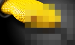 耳朵鑽出一隻蛇？超逼真造型耳機 耳機、耳朵、蛇、變色龍、貓眼