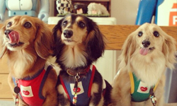 光看這些萌照就飽了！一定要發漏的Instagram明星狗 instagram、狗狗、巴哥、法鬥