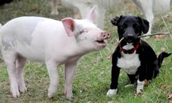 老虎豬仔一家親　小動物間的微妙情感 狐狸與獵狗、動物、好朋友、