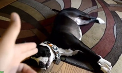 你再裝啊你再裝啊！裝死裝上癮的動物    動物、裝死、砰、演技