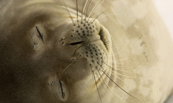 好想跟牠們一起睡下去！動物的睡覺萌照 萌、可愛、睡覺、動物、無尾熊、貓頭鷹、海獺