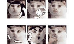 貓奴很幼稚！大不敬惡搞胖臉貓表情圖 網路紅貓、貓咪、鄭插插、猴哥、扑倒所有喵