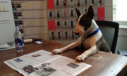 跟對主人就能進軍時尚圈！Marc Jacobs愛犬成為雜誌編輯 時尚、雜誌、編輯、設計師、Marc Jacobs、Neville Jacobs、Choupette、Karl Lagerfeld