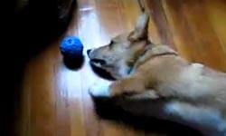 腿短不是我的錯！短腿的無奈之柯基大考驗    柯基、狗、萌、好笑、影片