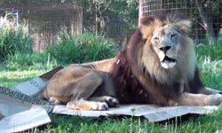 「箱」親「箱」愛！大貓版紙箱控全員到齊    紙箱、貓咪、大貓、獅子、老虎、豹