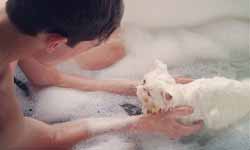 人家不想洗澡啦！捕捉貓咪洗澎澎時表情的攝影 貓咪、貓奴、澎澎、洗澡