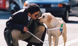 好片推推：就是超愛牠 主人當配角也沒關係的狗電影 電影、狗、溫馨、可愛