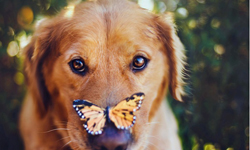 你們就是最夢幻的存在　加州女孩與狗狗們的浪漫攝影       Jessica Trinh、相機、攝影、狗狗、流浪狗、Daisy、Chuppy、Let it Rain Love