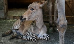 動物界混血兒報到！莫名時尚的小斑驢       斑驢、斑馬、驢子、動物