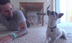 要看主人還是看狗狗？跟著帥主人做瑜珈的吉娃娃 狗狗、可愛、主人、瑜珈、吉娃娃