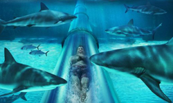 大白鯊入侵遊樂園！鯊魚環繞在你四周的水上樂園 巴哈馬、遊樂園、水上樂園、鯊魚、大白鯊、新奇、新鮮