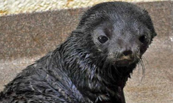 波士頓水族館的新成員 珍貴的毛皮海狗寶寶出生啦！ 珍貴、毛皮、海狗、寶寶、出生、可愛、Fur seal 、New England Aquarium