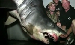 消化液的腐蝕性有多強？鯊魚最後的海獅大餐 胃、獵物、鯊魚、海獅、肉食