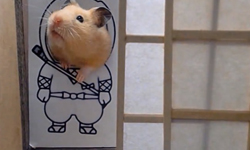 忍者住家大公開！密道重重的小倉鼠專屬豪宅    忍者、倉鼠、密道、豪宅、大廈