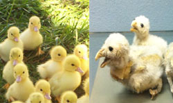 標本們人人自危囉！完全走歪的動物標本 動物標本、崩壞、失敗、搞笑、failed