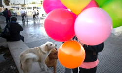 流浪狗送氣球來給你　I AM HERE 讓你看見他們的可愛之處 智利、聖地牙哥、Violeta Caro Pinda、Felipe Carrasco Guzmán