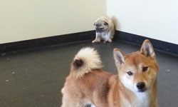 悲情滿天下 人緣看起來不太好的小巴哥 巴哥、可愛、萌、冏