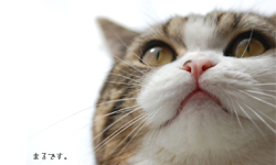 貓咪處世哲學小教室  那些紙箱控MARU教我們的事 網路紅貓、貓咪、MARU、紙箱控、まる