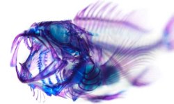 漁夫跨界玩藝術  螢光標本好繽紛 標本、魚、藝術、螢光、冨田伊織