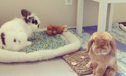 毛茸茸新勢力　超卡哇依兔子兄弟報到 兔子兄弟 、 可愛