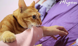 奴，幫我開罐罐！控制狂貓咪米咕    貓咪、貓奴、控制狂