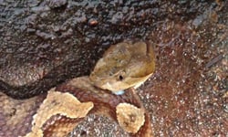 斷頭蛇的最後一口氣 不怕蛇的人看了都會皮皮剉 蛇、斷頭、蛇頭、蛇尾、野生