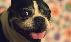 為什麼狗狗會笑？狗狗的表情秘密     狗、微笑、知識、秘密、動物