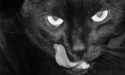 英婦陳屍家中　遭寵物貓狗分食 寵物趣聞、 毛孩、英國、女子、婦人