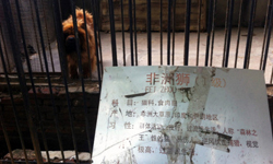 真當我眼瞎？中國動物園用藏獒假冒獅子氣死觀光客 動物園、瞎、奇人軼事、有趣、好笑