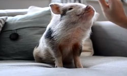 派你去做外交就世界和平了！小豬賣萌不賣身特蒐       豬、萌、小豬、影片