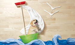 躺著也能玩！狗狗貓貓的奇想生活大冒險 寵物趣聞、 毛孩、動物、寵物、貓