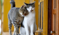 文青就是腳勤：貓咪影像展讓你看見貓的多面向 巫登益彩墨山水個展、你的風景　我的記憶、貓夫人貓咪影像展、行動@夢想館、藝術